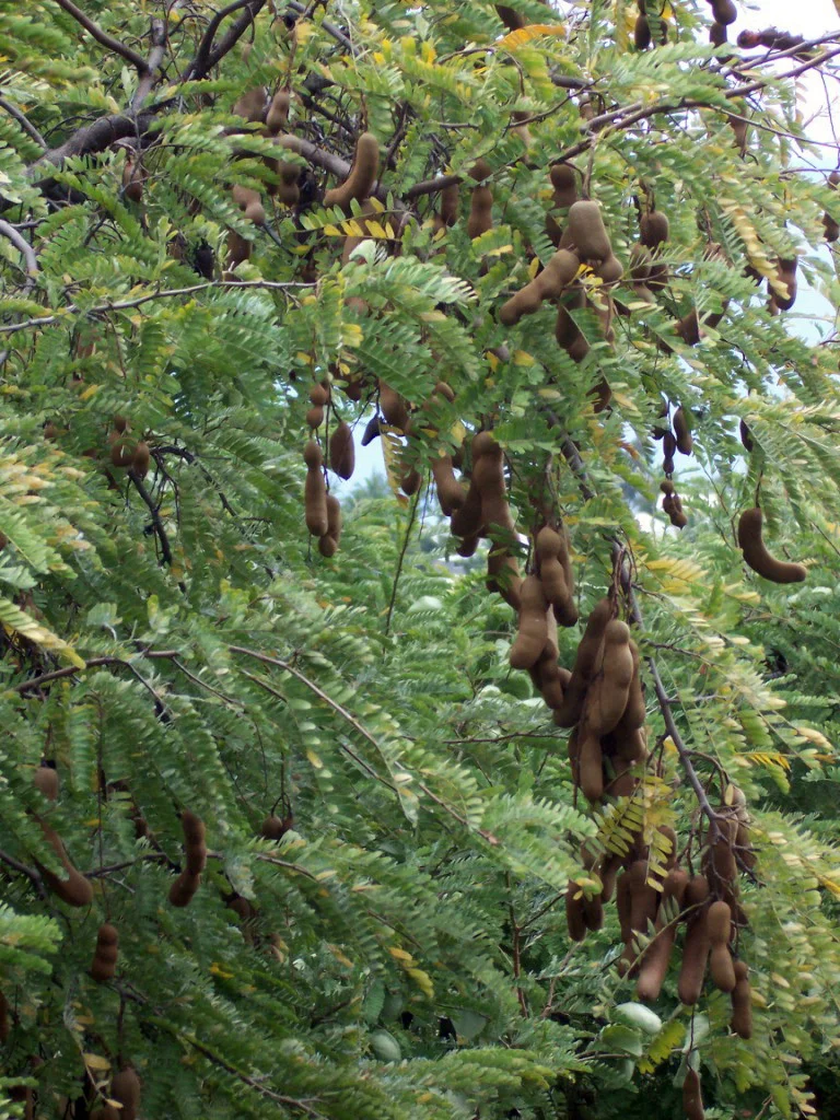 Tamarind: a savanykás hüvelytermés, ami a padthaitól a currykig mindenhol ott van